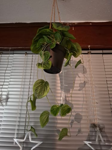 Customer photo review of Piper Kunst Hangplant 65cm