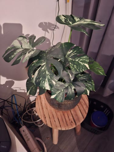 Customer photo review of Monstera Kunstplant 40cm