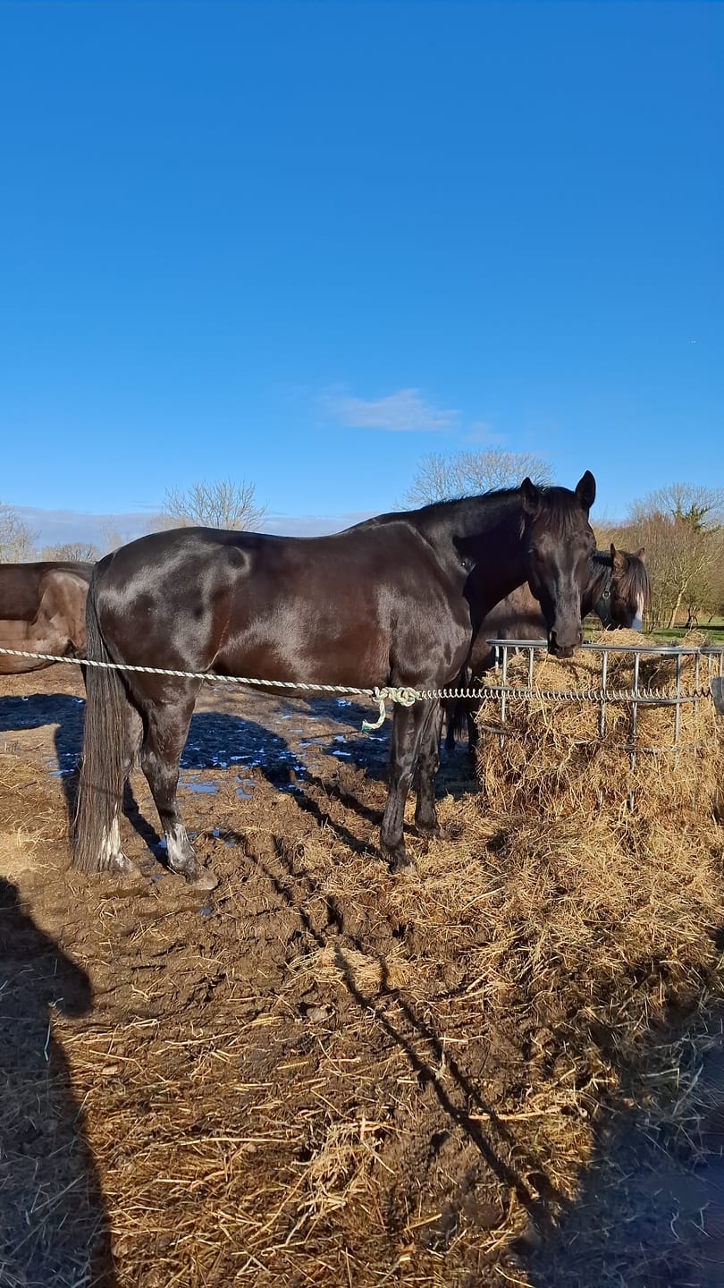 Customer photo review of Kristallkraft Brave Horse