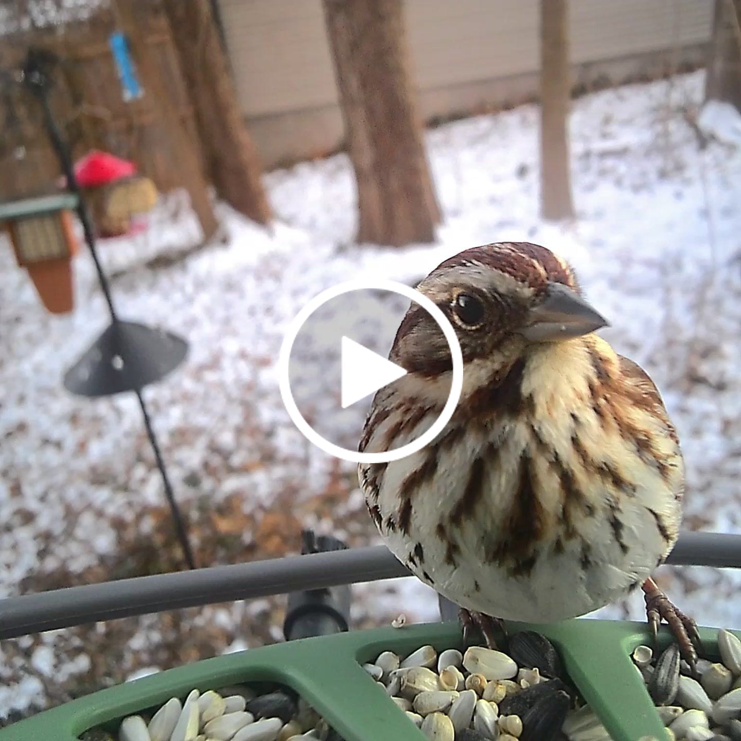 Customer video review of Birdfy Feeder 2 Pro - Bird Feeder Camera
