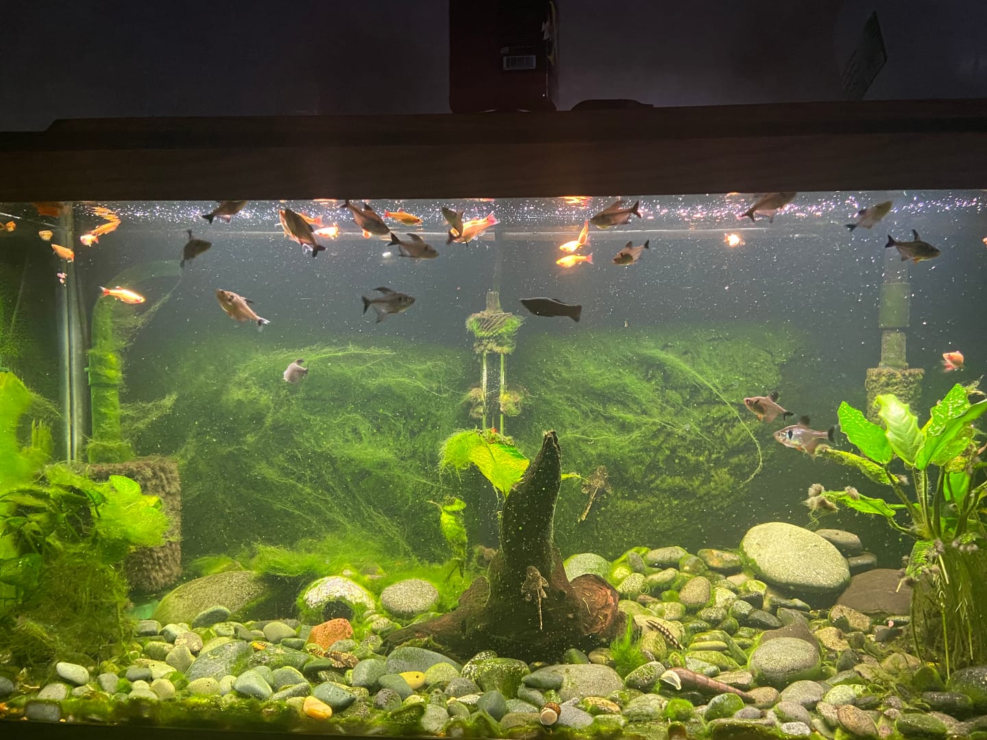 Customer photo review of Xtreme Krill Flakes