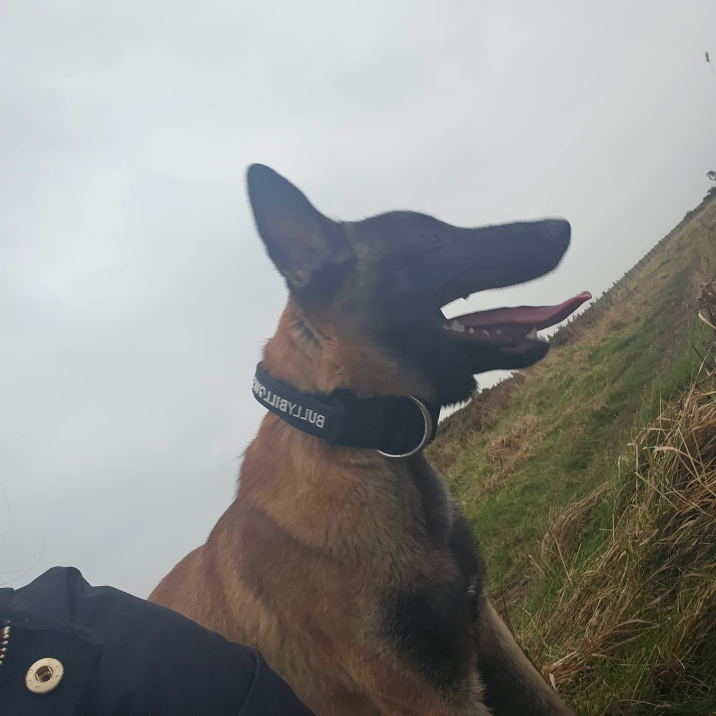 Customer photo review of 5cm Combat® Collar | With Handle & Secure Clip - Black