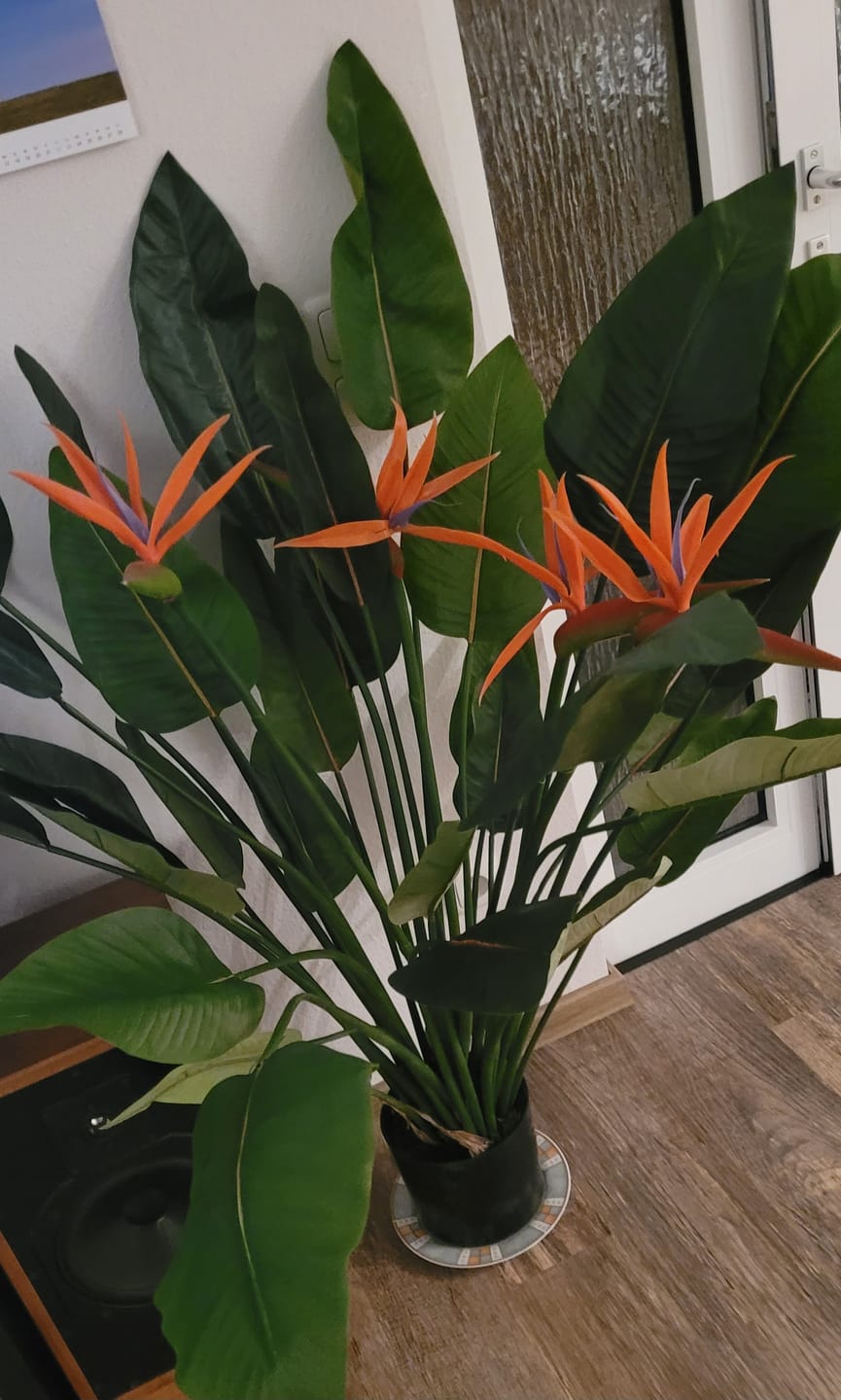 Customer photo review of Strelitzie Kunstpflanze mit Blume 120cm