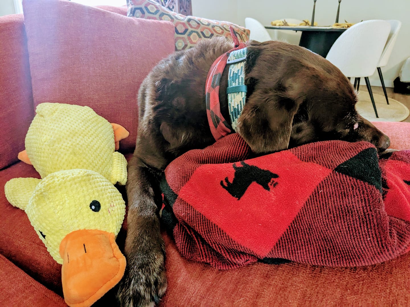 Customer photo review of Calming Duck