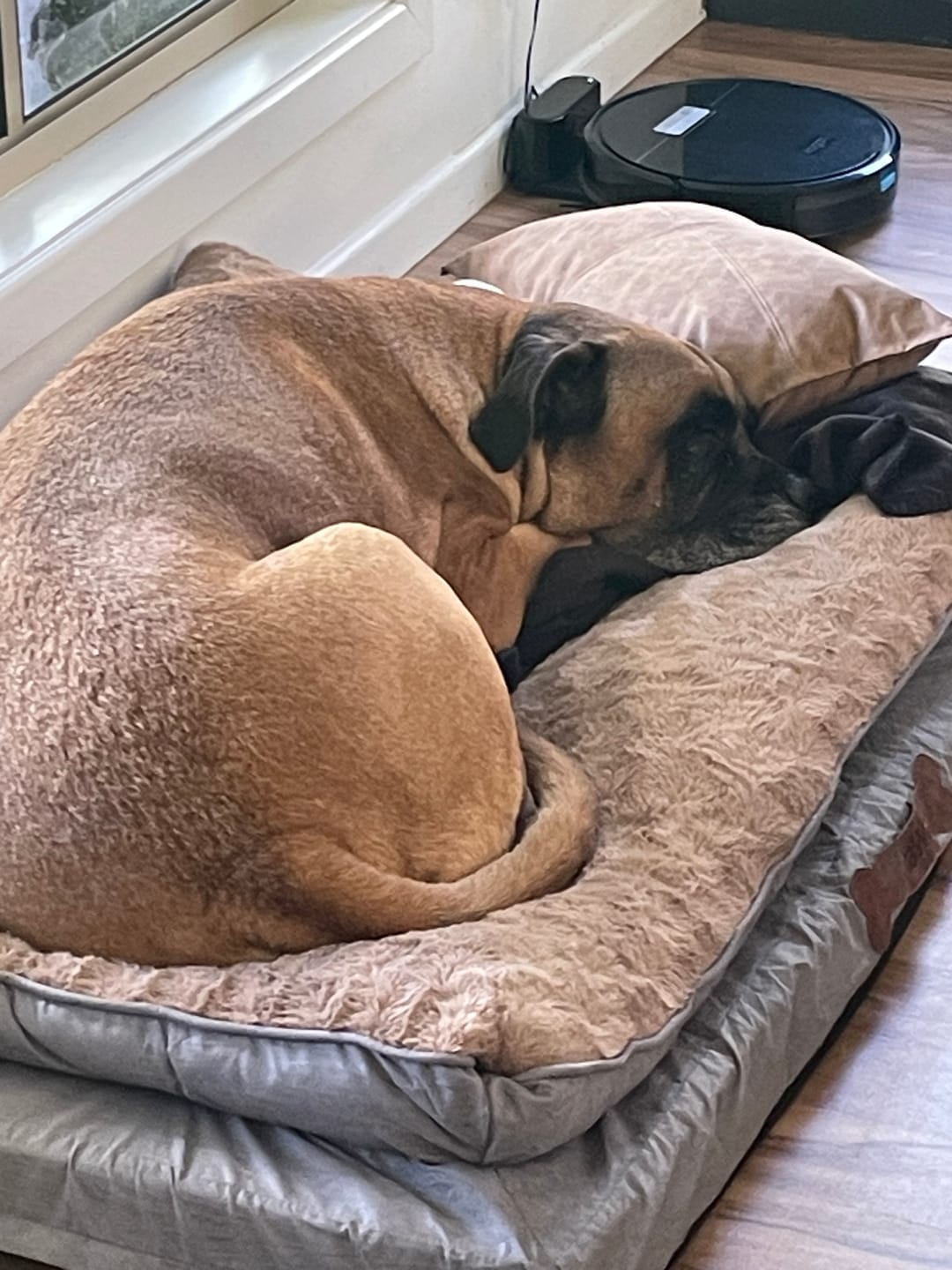 Customer photo review of Pawz Dog Memory Foam Mattress