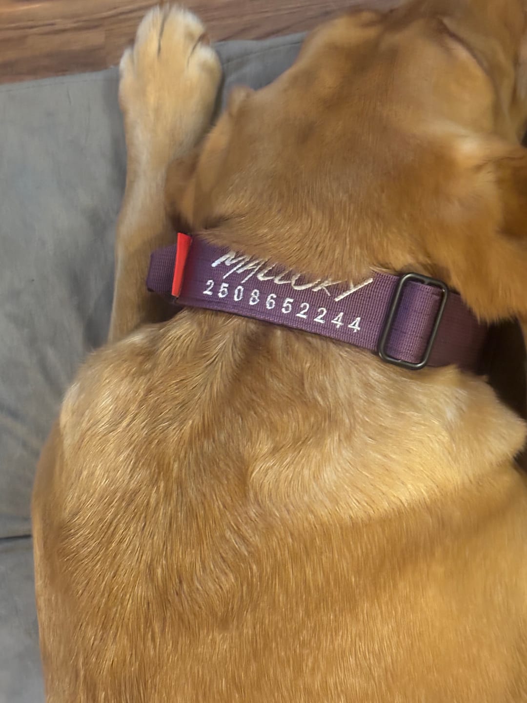 Customer photo review of 1.5" Tacti Slim Dog Collar - Grape