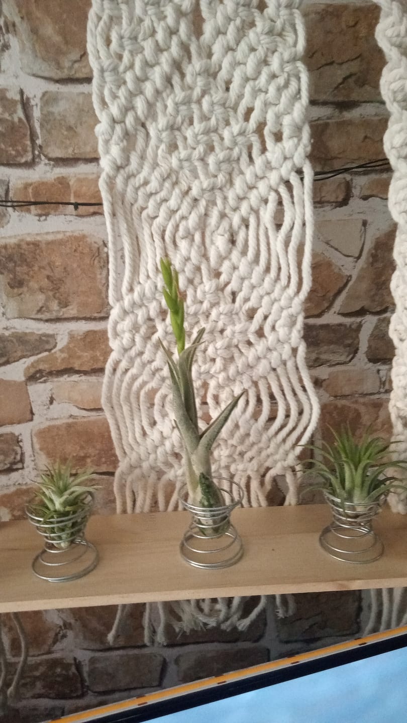 Customer photo review of Tillandsia argentea