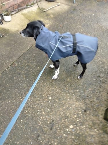 Customer photo review of Husum - Waterproof Dog Coat with Harness Hole Zip