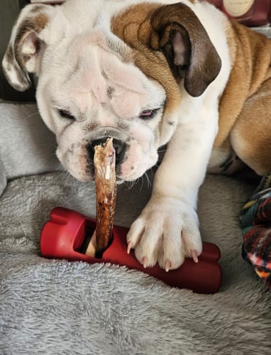 Customer photo review of 6 Inch Thick Bully Stick