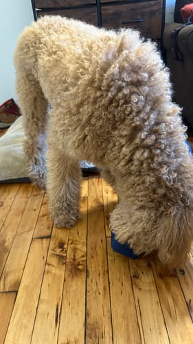 Customer photo review of Freezbox - Super Tough Treat Toy