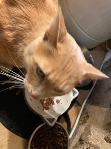 Customer photo review of Multipack d'effilés (chat stérilisé et chat adulte)