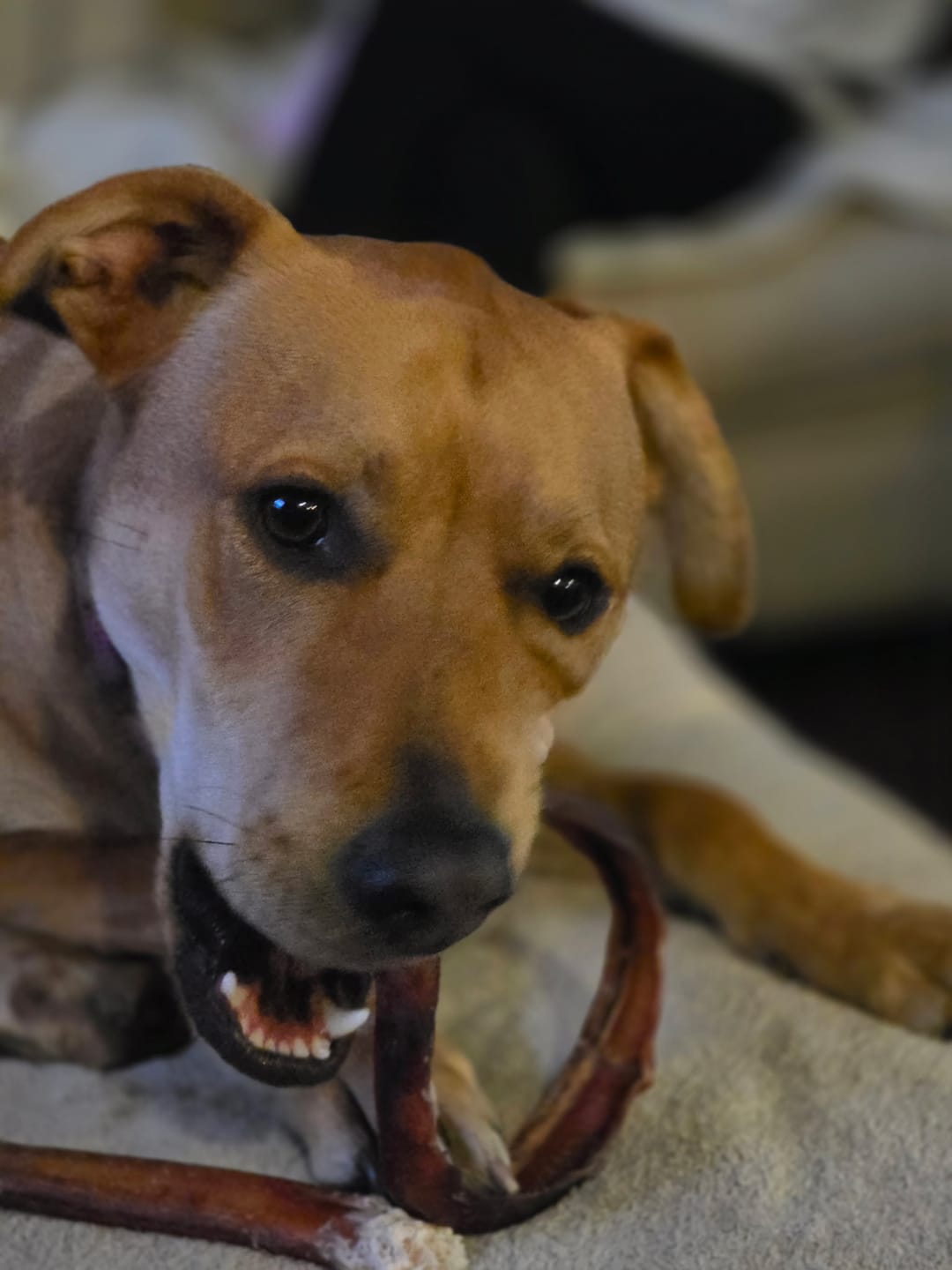 Customer photo review of Large Bully Stick Ring