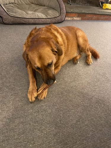 Customer photo review of 6 Inch Thick Bully Stick