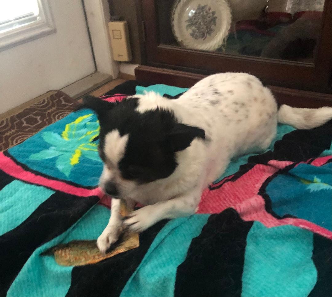 Customer photo review of Walleye Skins