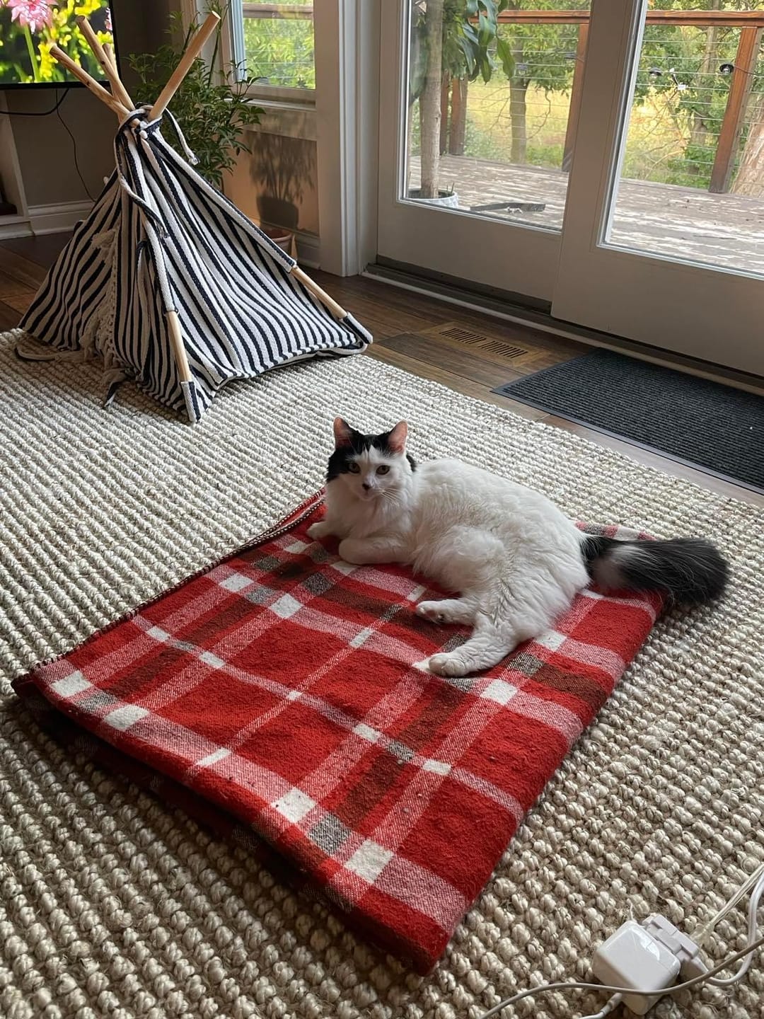 Customer photo review of Cat Laxative & Constipation Remedy