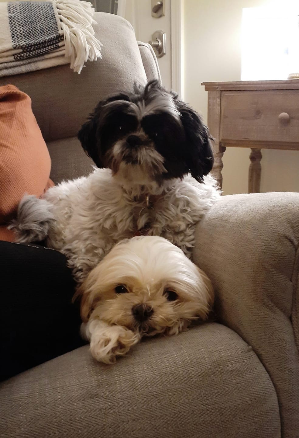 Customer photo review of FurLife Shipping Protection