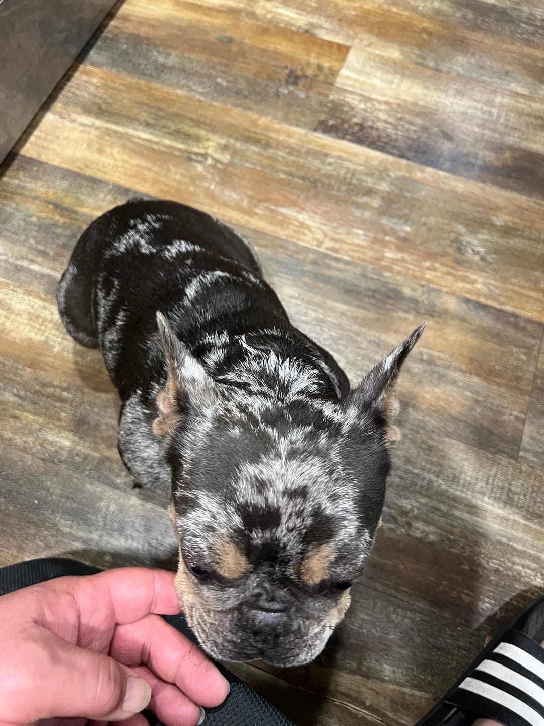 Customer photo review of BullyFIT All Natural Skin & Coat Serum 6oz Bottle (3 Pack) – Organic Pet Leave-In Conditioner for Sensitive Skin | No Oily Build-Up | Alleviates Shedding, Dry Skin & Hot Spots | Perfect for All Dog Breeds