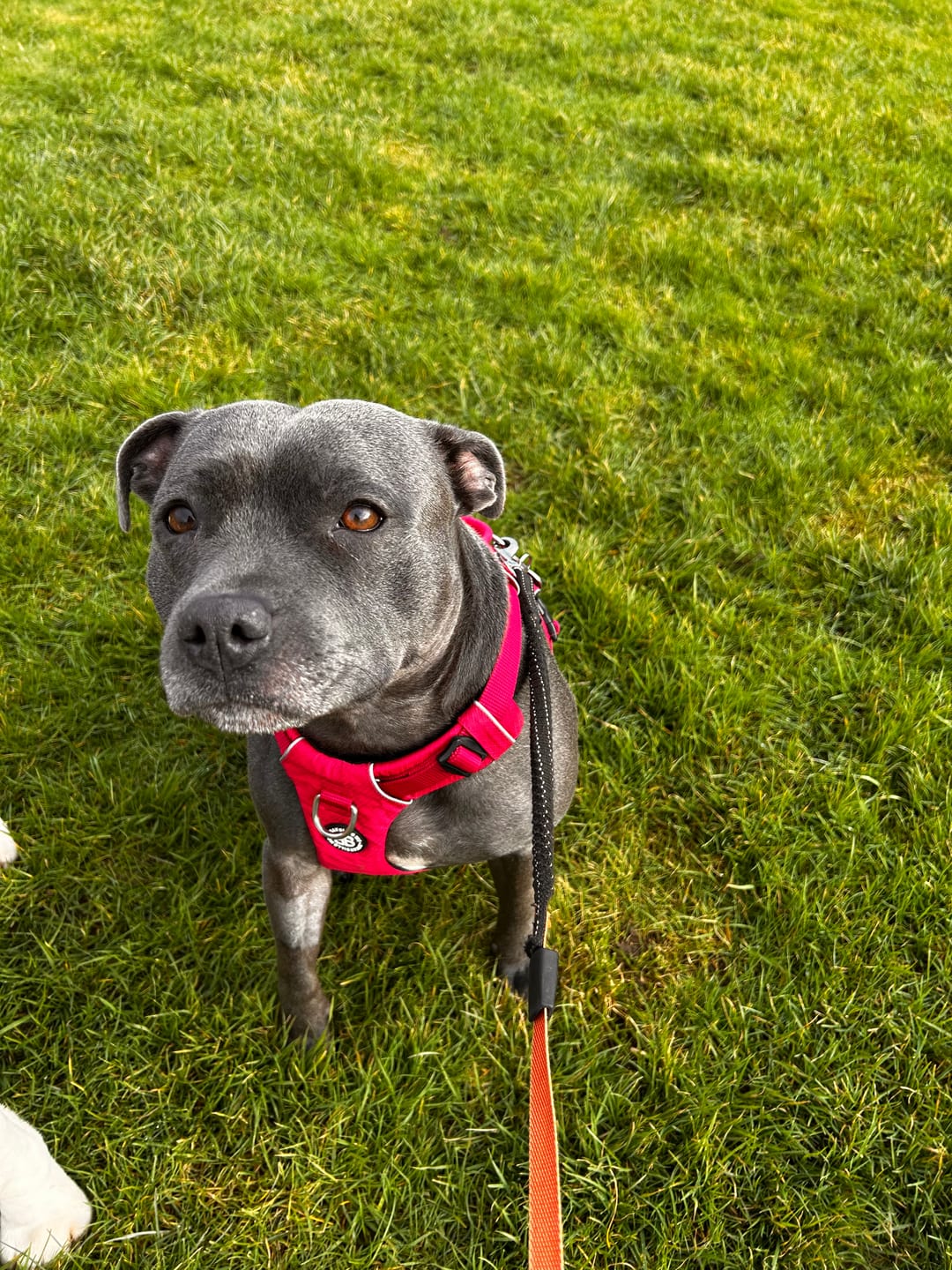 Customer photo review of Air Harness | Anti-Pull & With Handle - Carminerose