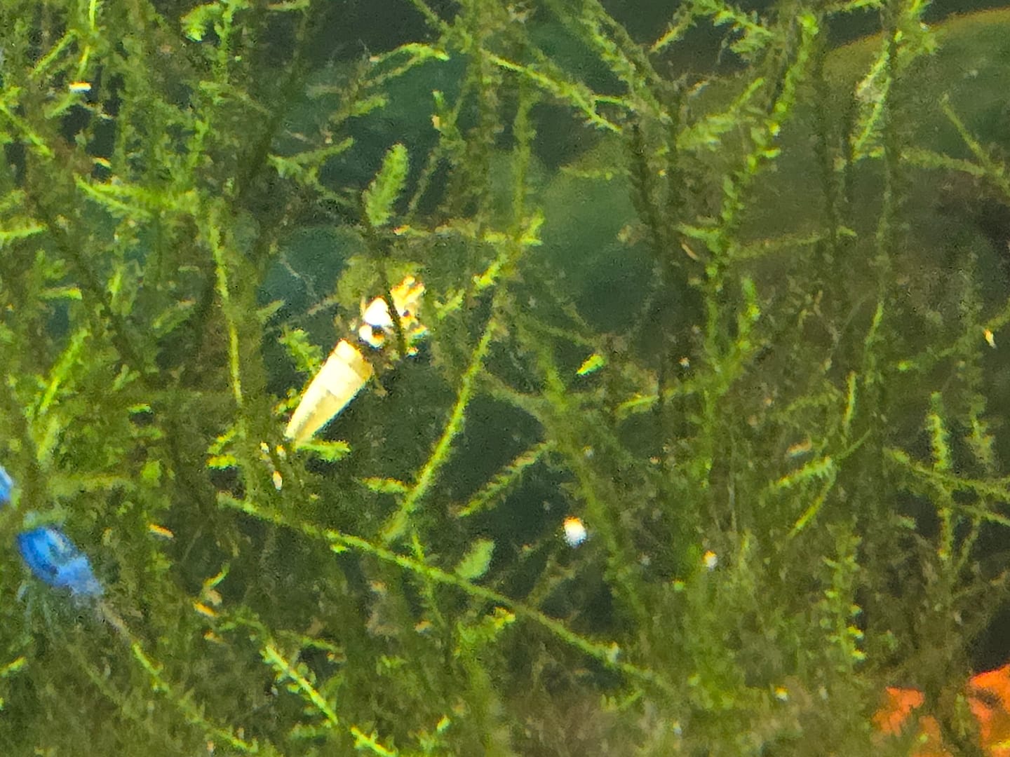 Customer photo review of Crystal Black Shrimp