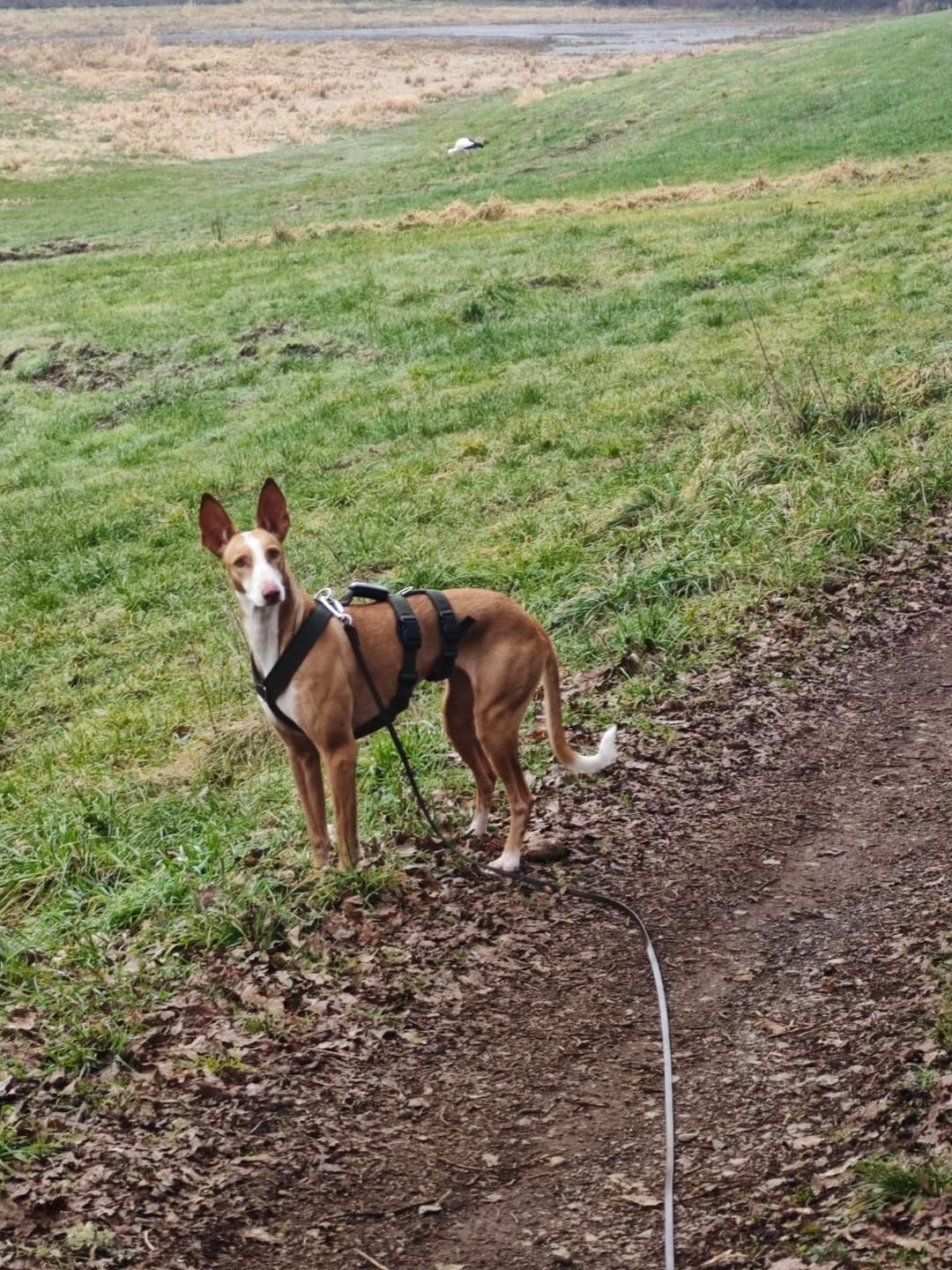 Customer photo review of Sicherheitsgeschirr FUN "Mountain Green"