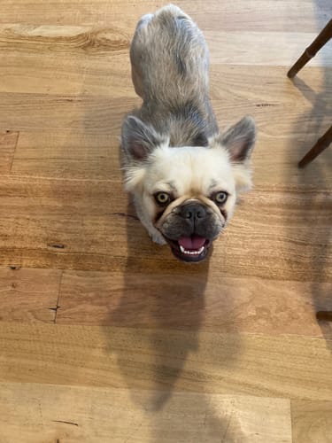 Customer photo review of Digestit Pet