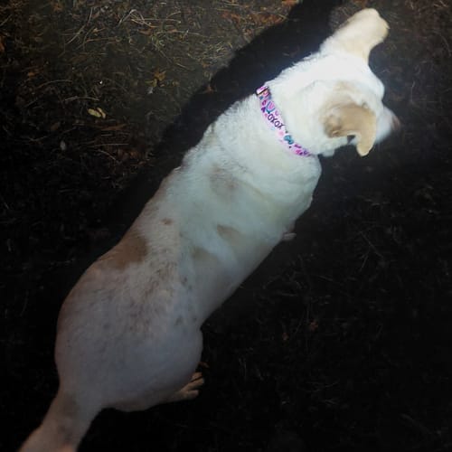 Customer photo review of Love Always Buckle Collar