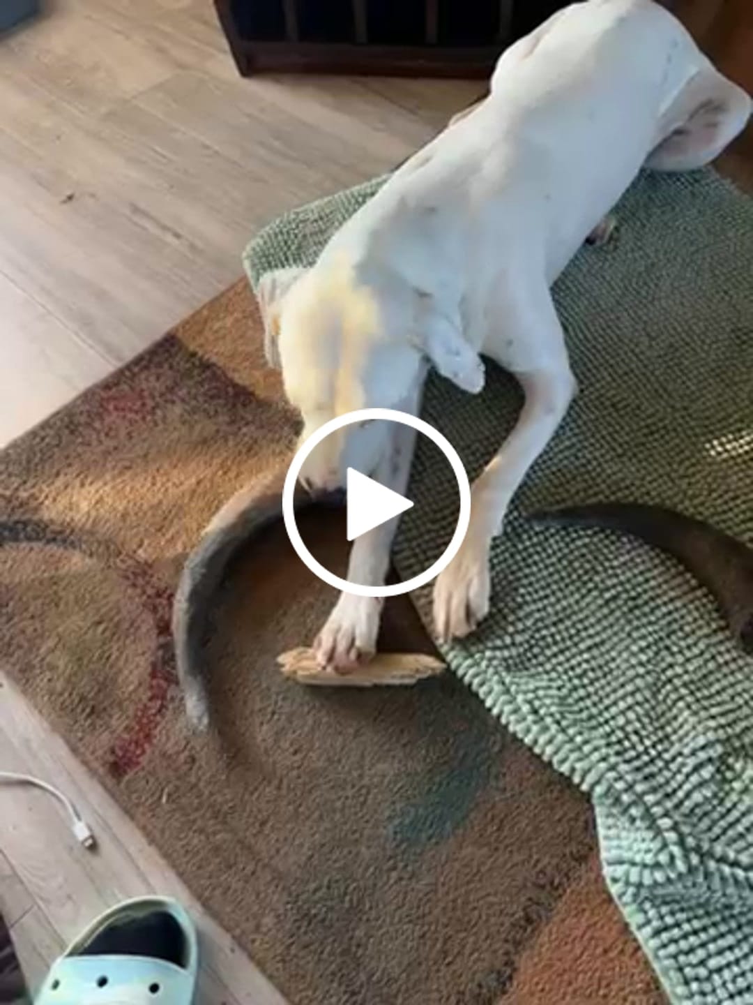 Customer video review of Chew Combo for Large Dogs 55 - 80 lbs