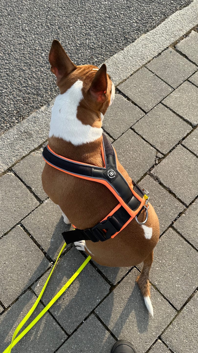 Customer photo review of Slip on Harness | Foam Padded - Black x Orange