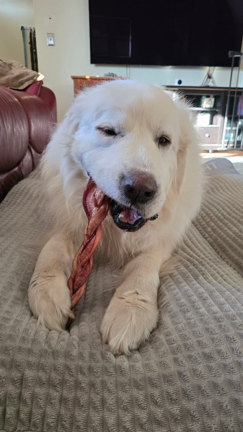 Customer photo review of Braided Bully Sticks - 12 Inch