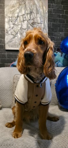 Customer photo review of Dog Varsity Bomber