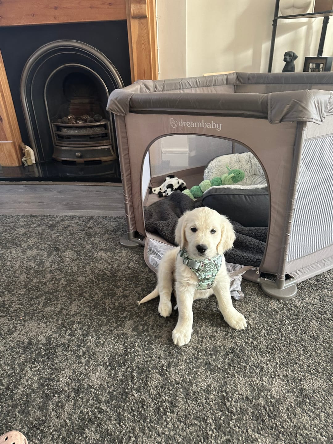 Customer photo review of Disney© Tough Trails™ Harness - 100 Aker Wood