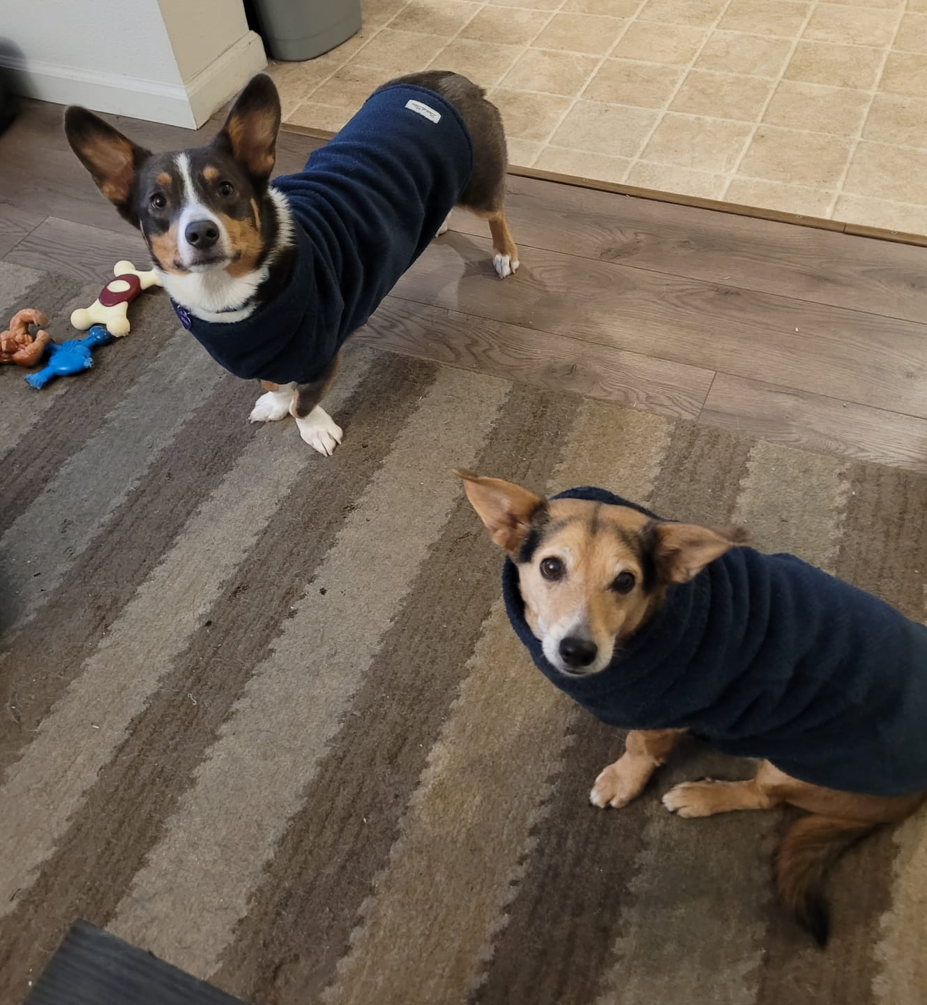 Customer photo review of Calming Pullover Fleece Sweater For All Size Pups - Garnet