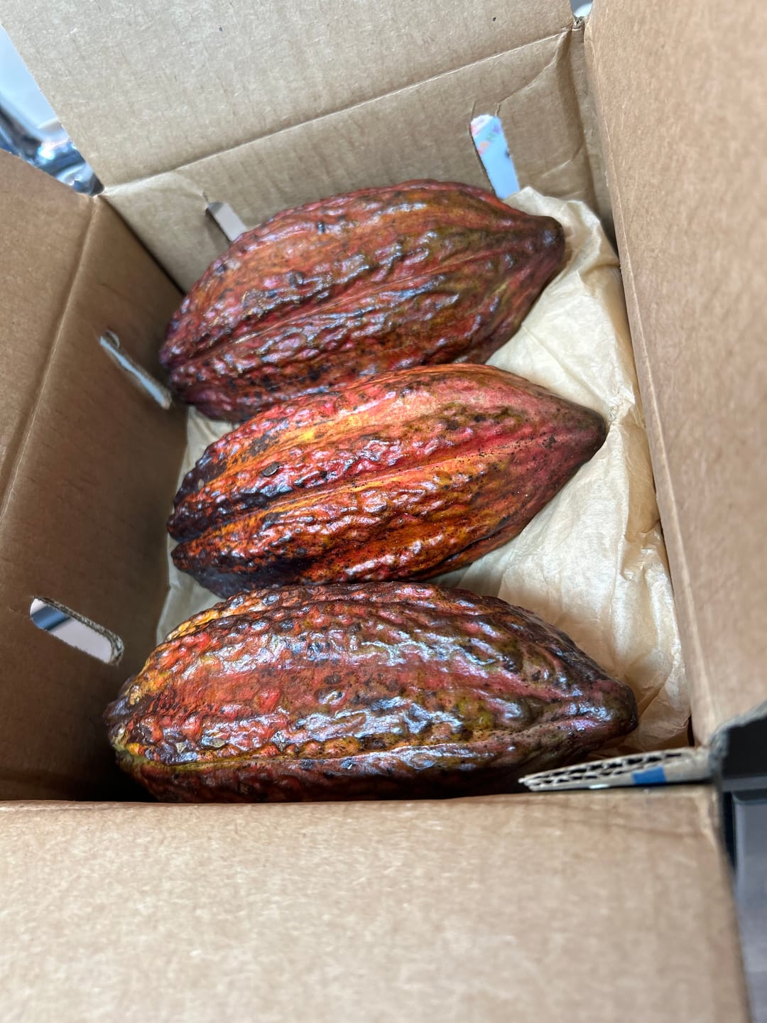 Customer photo review of Cacao (Chocolate)