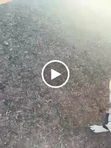 Customer video review of No Pull Bully Proof Harness