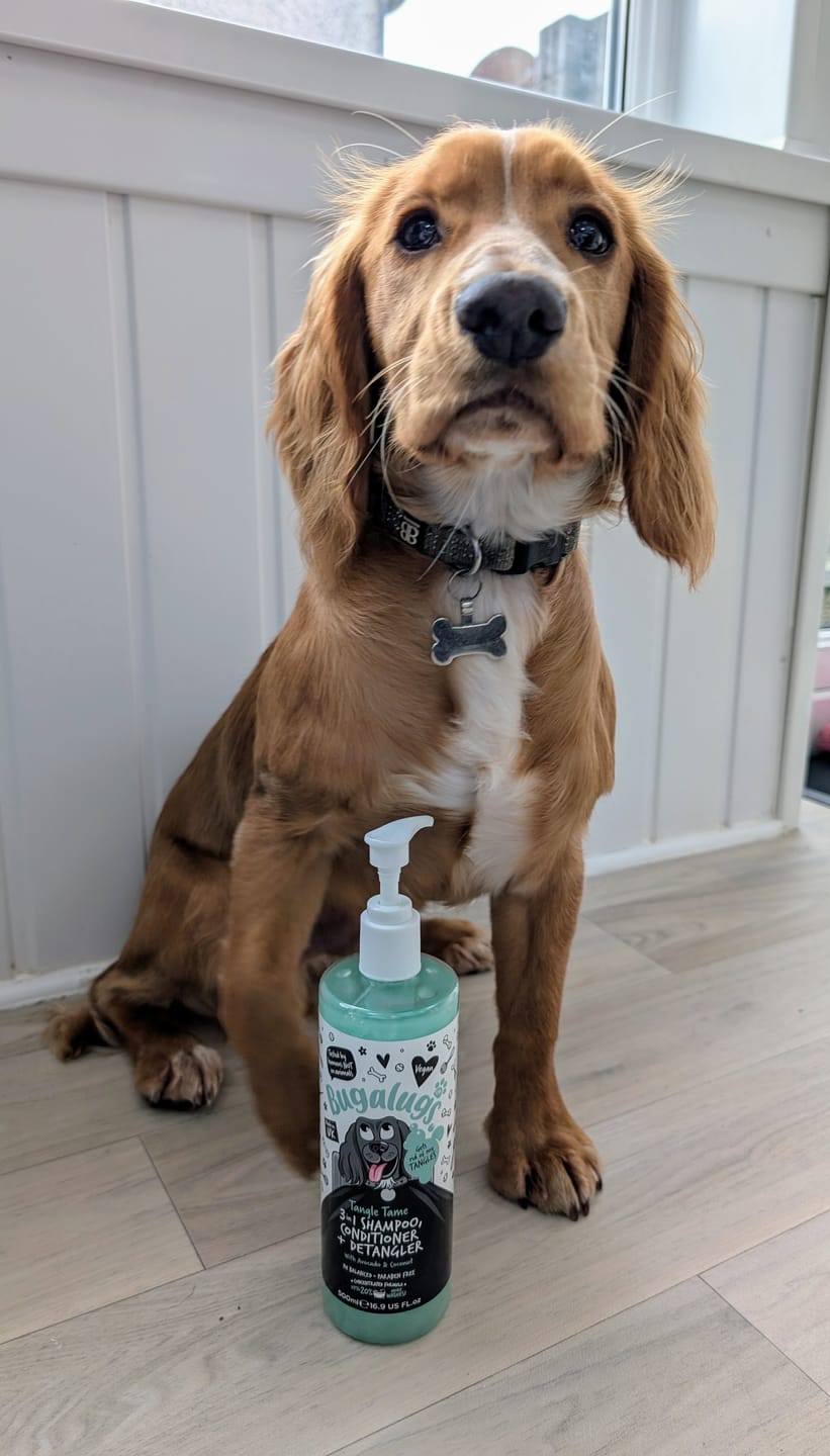 Customer photo review of 3 in 1 Tangle Tame Dog Shampoo, Conditioner & Detangler