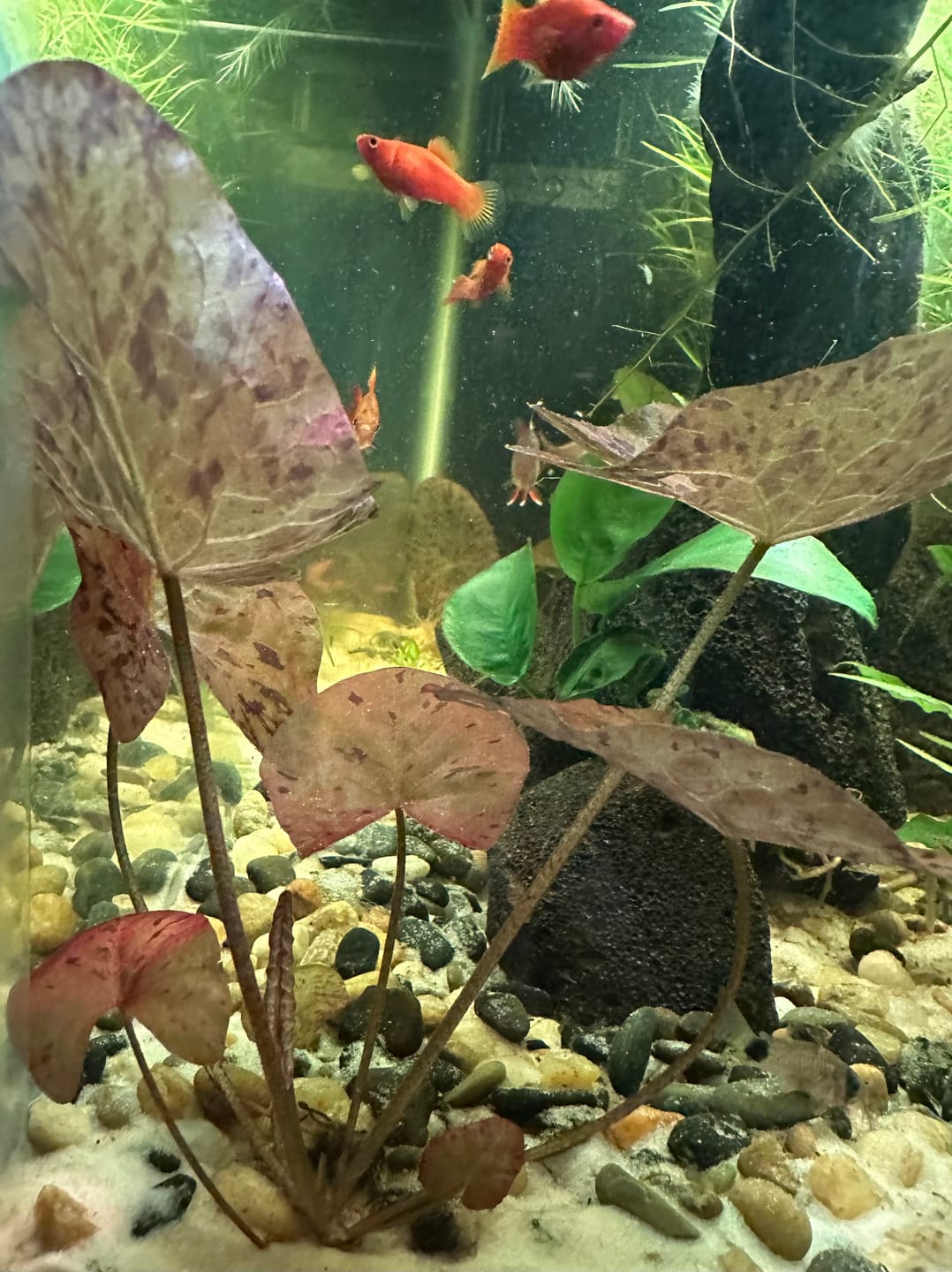 Customer photo review of Red Tiger Lotus "Nymphaea lotus Red" BULB