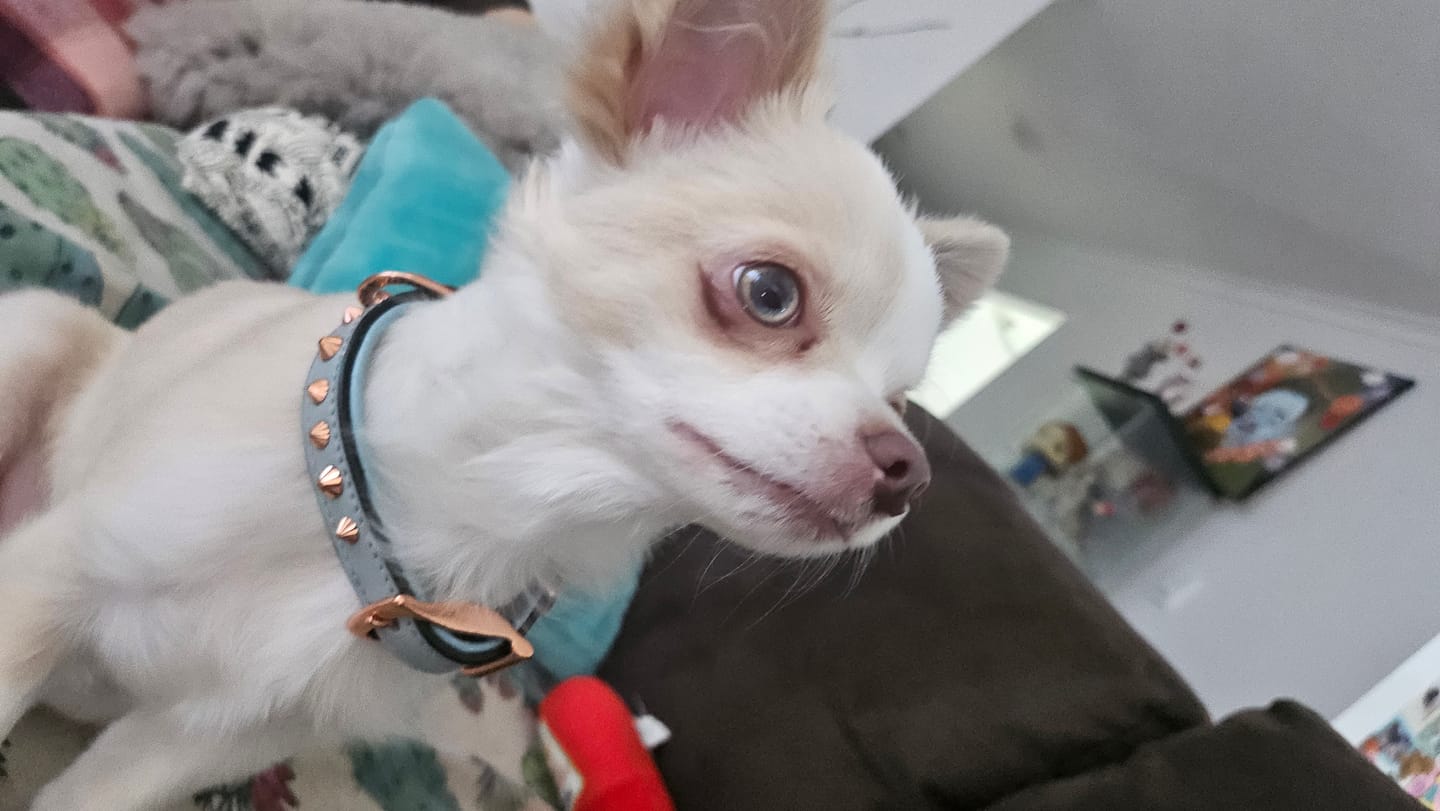 Customer photo review of Hand Made Leather Dog Collar - Imperial Baby Blue & Rose Gold (Slim fit)