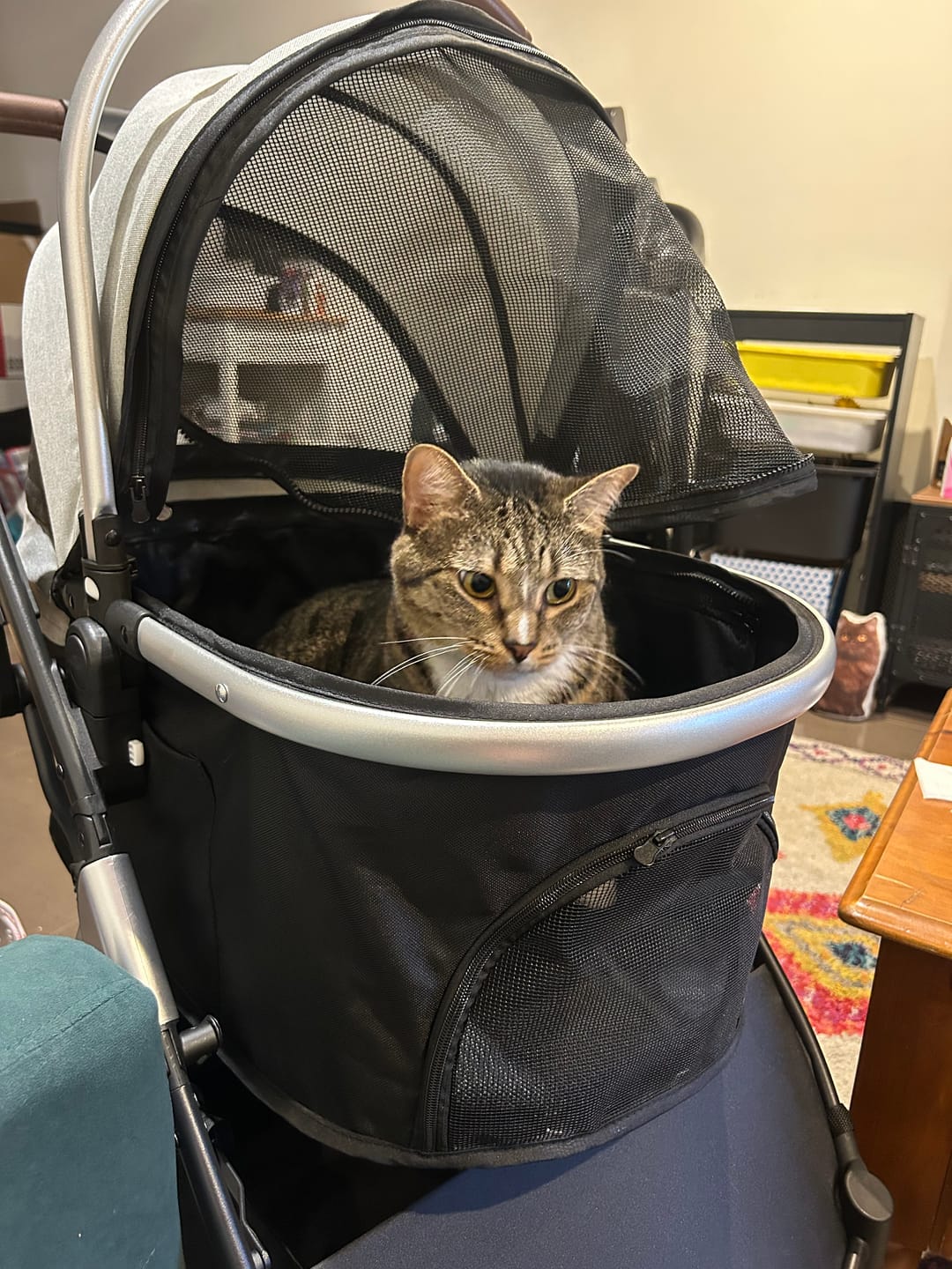 Customer photo review of PaWz 4 Wheels Pet Stroller Deluxe