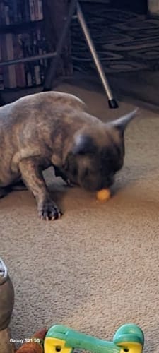 Customer photo review of Pumpkin Yak Chews