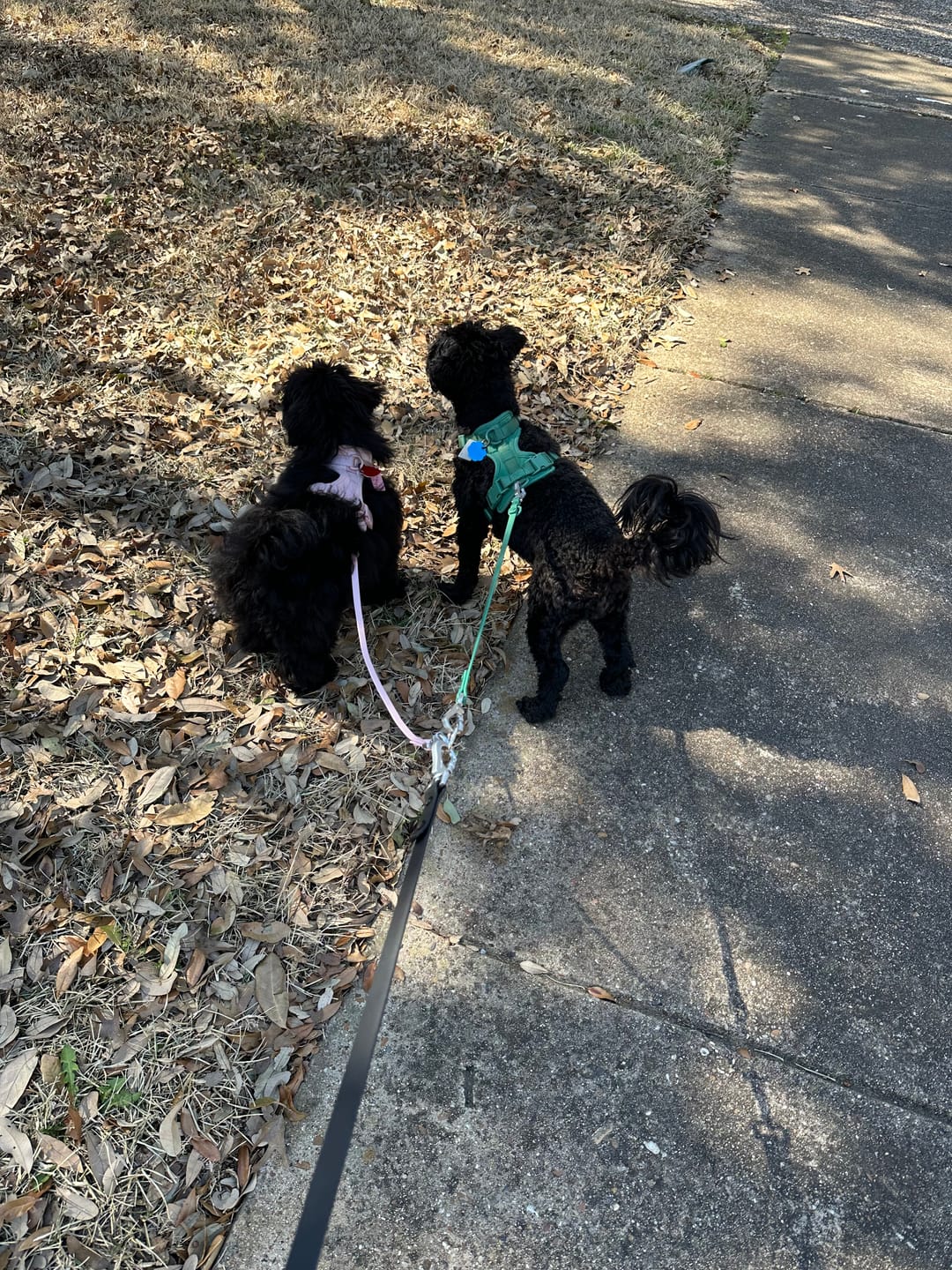 Customer photo review of Solace Waterproof Leash