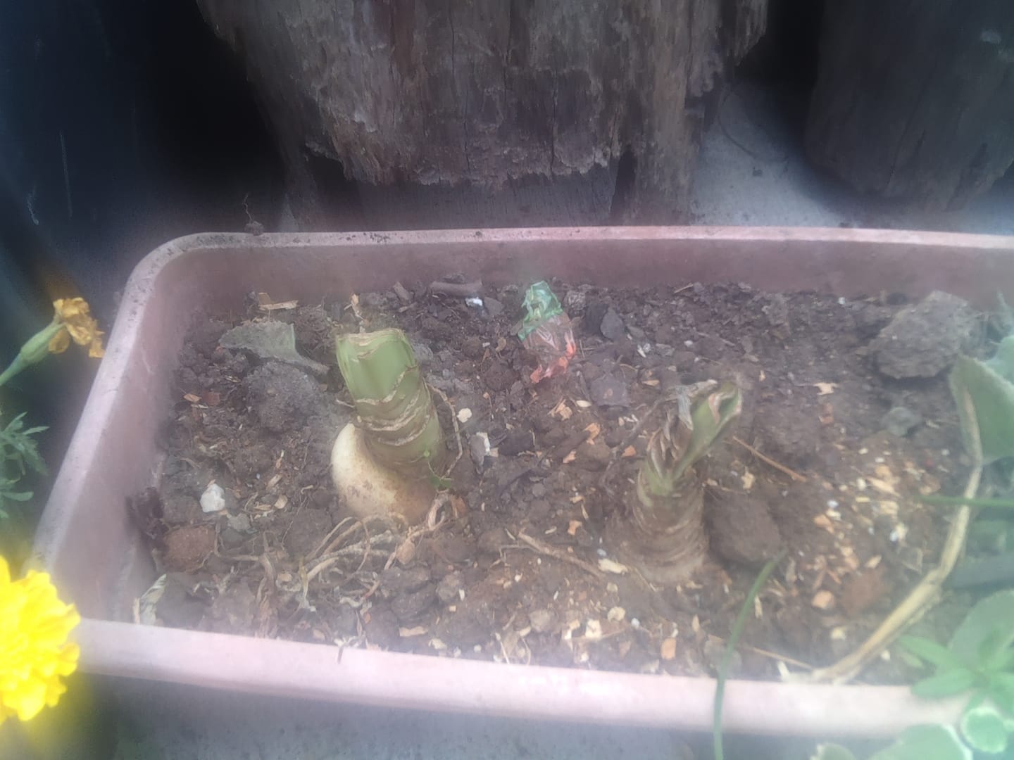 Customer photo review of Hippeastrums | Amaryllis | Hippeastrum x hybridum