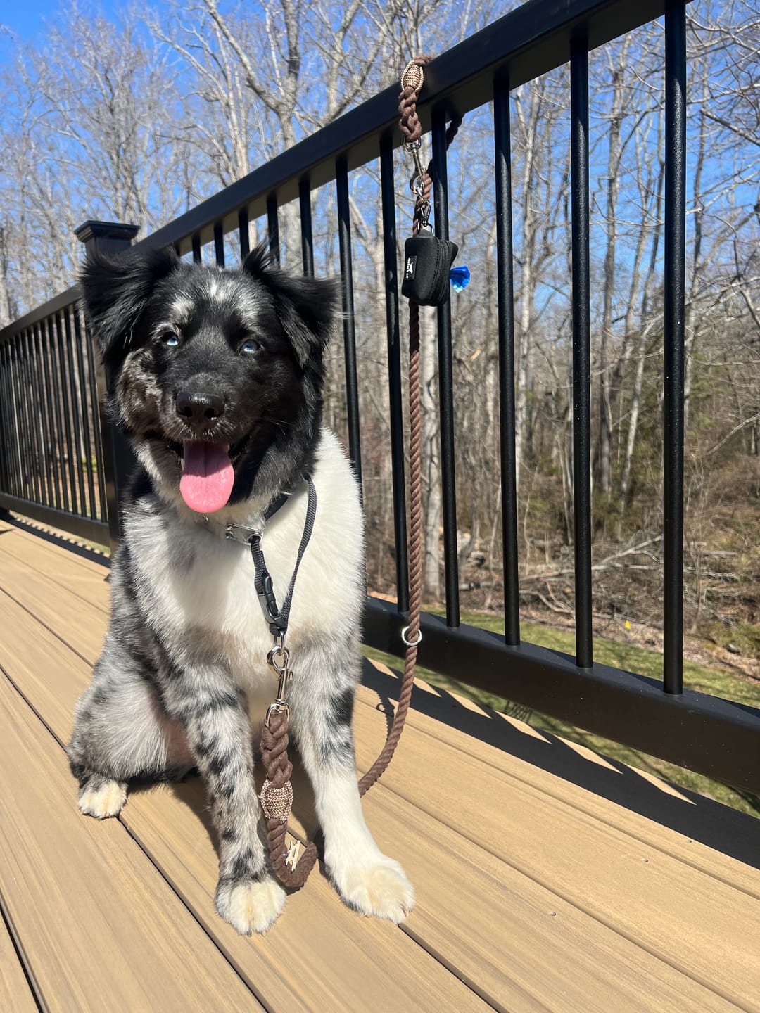 Customer photo review of 6-IN-1 Hands Free Cotton Rope Dog Leash