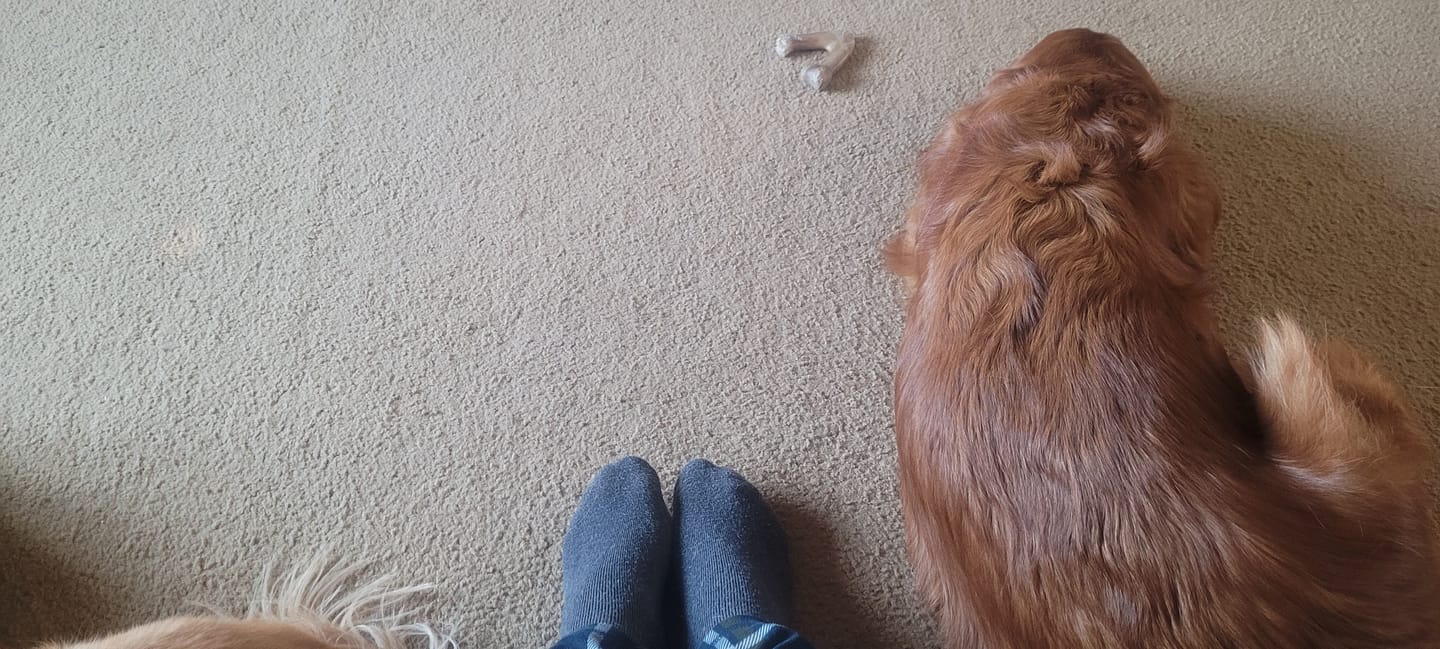 Customer photo review of Bluepacca Alpaca Socks