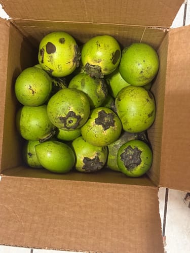 Customer photo review of Black Sapote