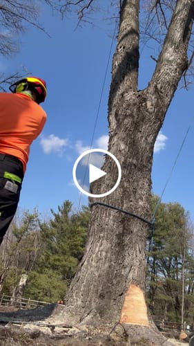 Customer video review of Forester High Performance Chainsaw Protective Pants