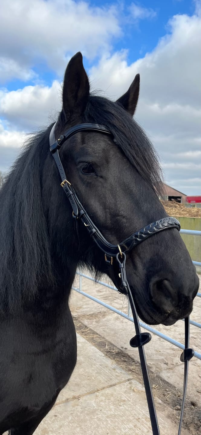 Customer photo review of Odessa bonita Multi Bridle with padded noseband - MASEGO bit to bitless system
