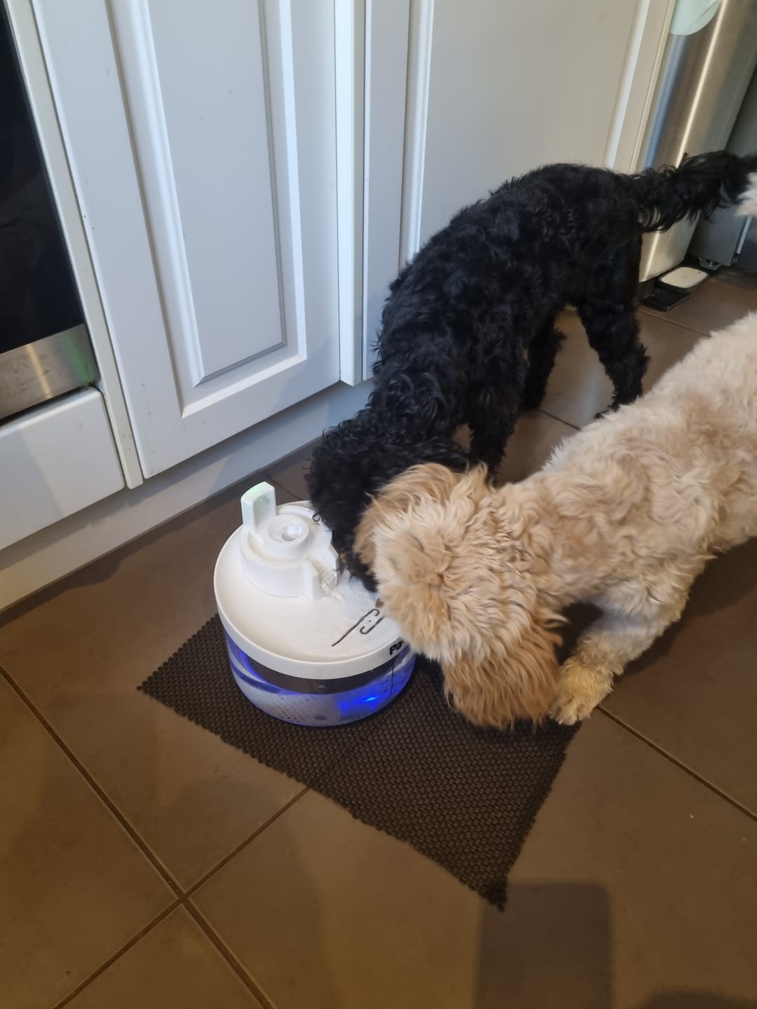 Customer photo review of Pawz LED Automatic Electric Pet Water Fountain Dog Cat Drinking Dispenser 2.2L