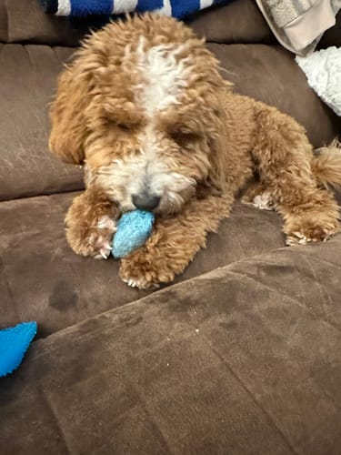 Customer photo review of Mix Flavored Chews ( a Pack of 6 Sticks )