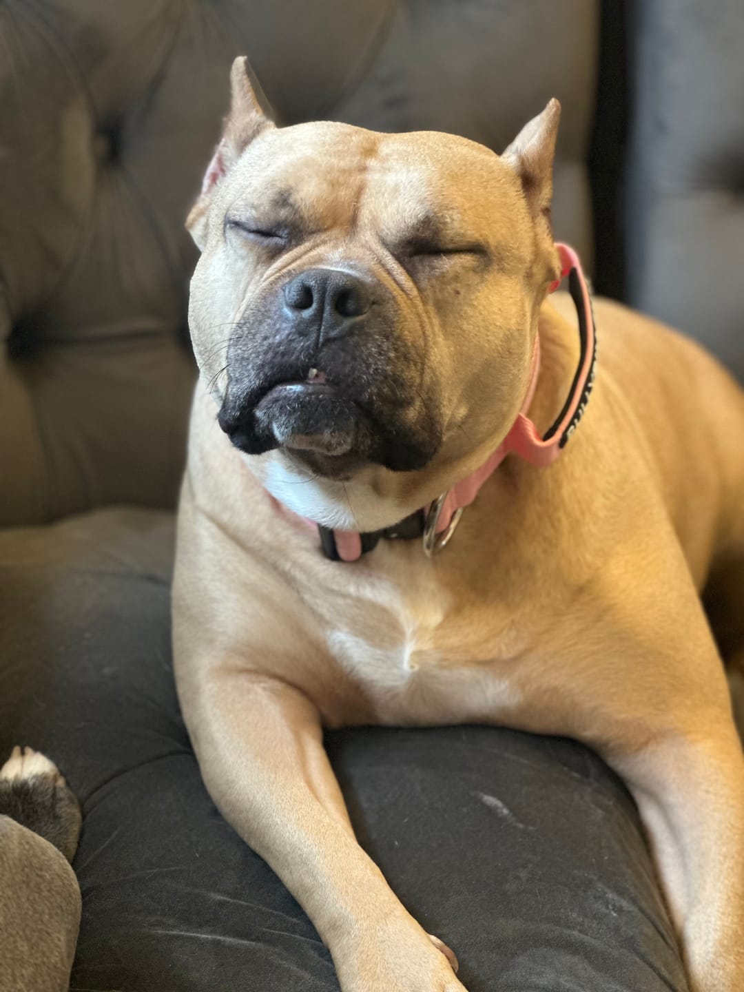 Customer photo review of 5cm Combat® Collar | With Handle & Secure Clip - Pink