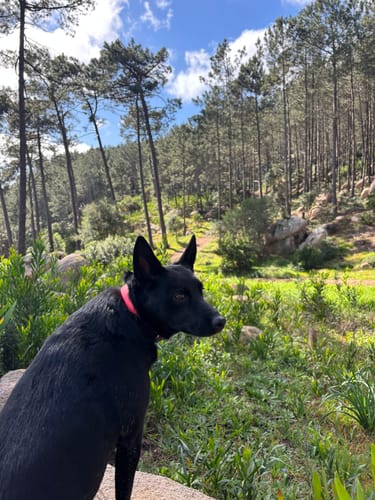 Avaliação com foto de um cliente sobre Brit Veterinary Diet Dog Hypoallergenic Grain-Free Salmon & Pea - Hipoalergénico, Para Cães